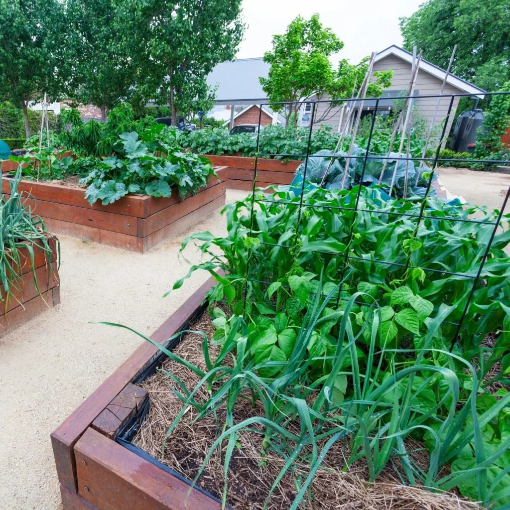 Be a Producer Not a Consumer: 8 Actionable Strategies to Reduce Waste | The Not So Modern Housewife raised bed vegetable garden