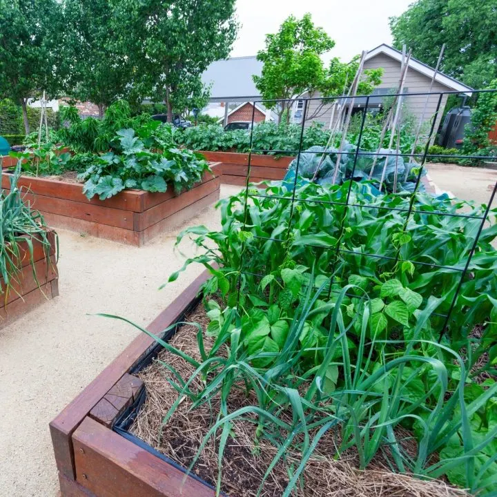 Be a Producer Not a Consumer: 8 Actionable Strategies to Reduce Waste | The Not so Modern Housewife raised bed vegetable garden