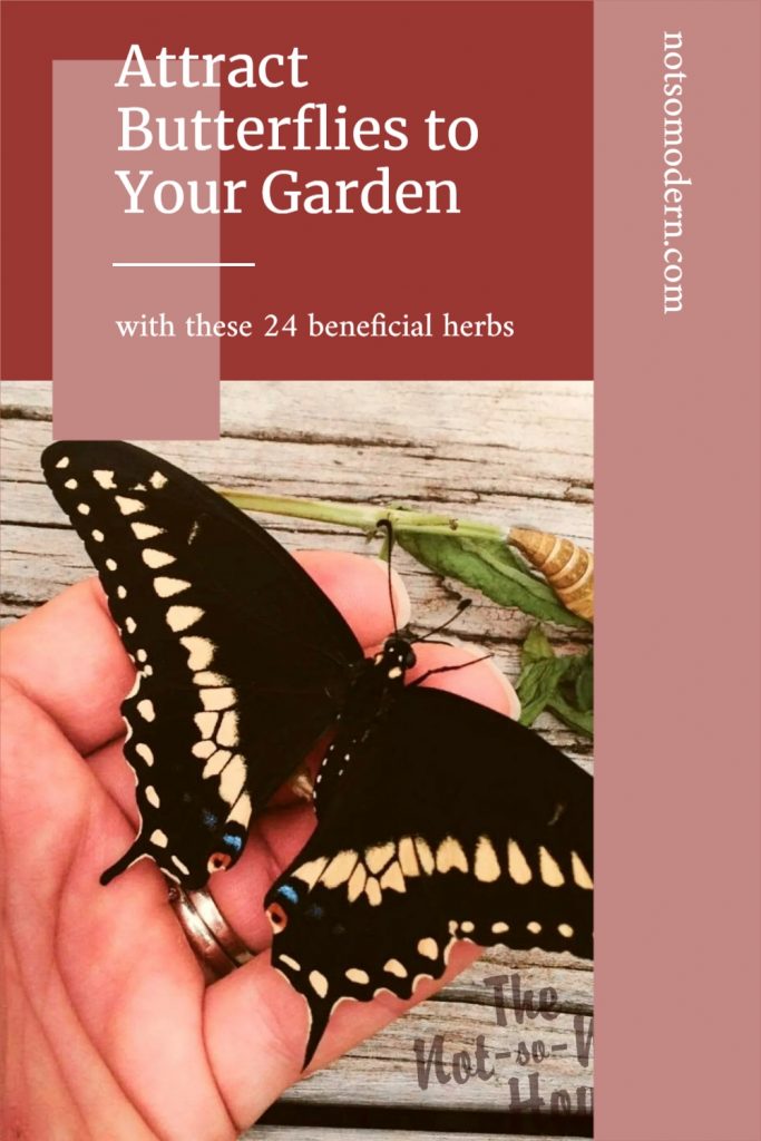 Herbs that Attract Butterflies | The Not so Modern Housewife