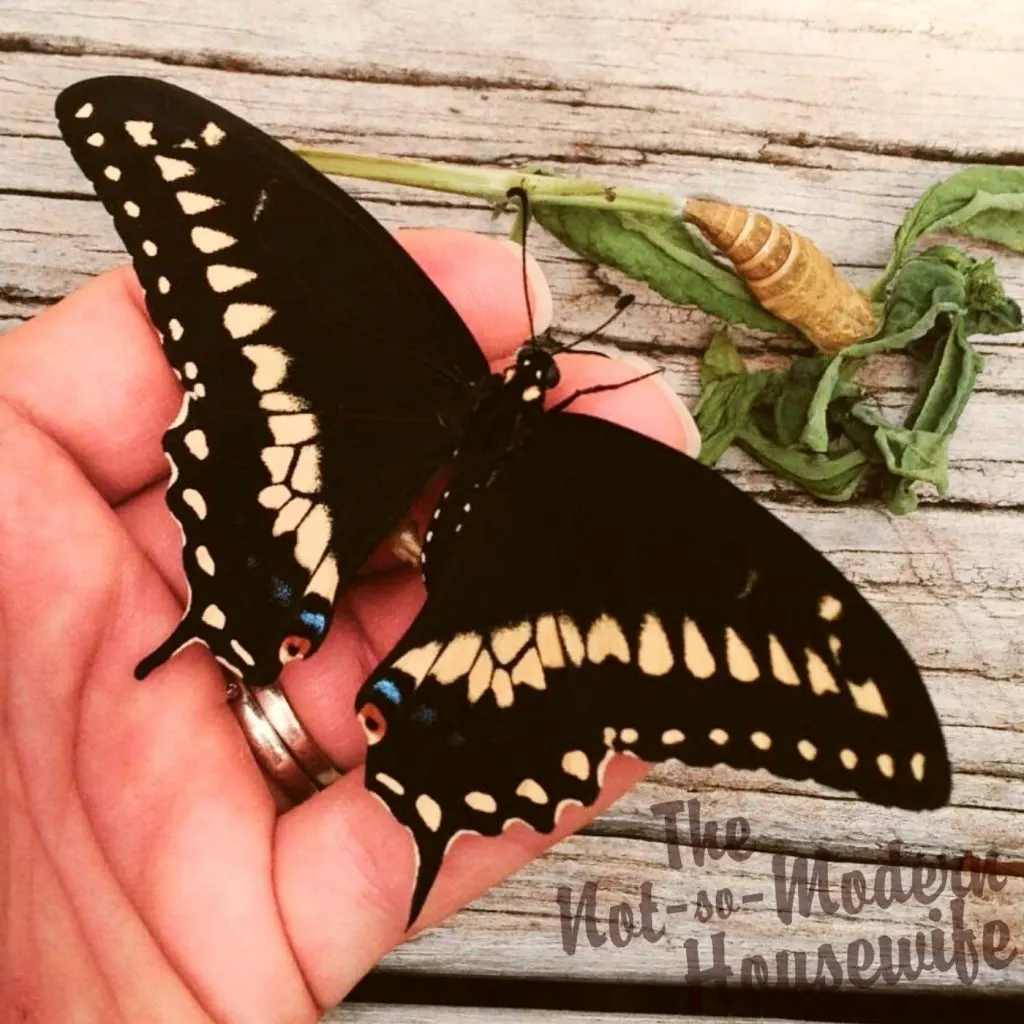 24 Beneficial Herbs that Attract Butterflies to Your Garden | The Not so Modern Housewife newly emerged black swallowtail butterfly - Herbs that Attract Butterflies to Your Garden