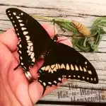 24 Beneficial Herbs that Attract Butterflies to Your Garden