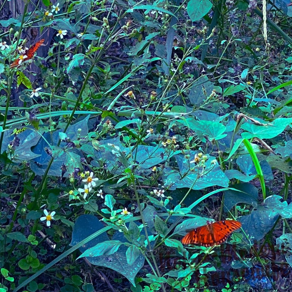Gulf fritillary butterflies on wild bidens alba - Herbs that Attract Butterflies to Your Garden