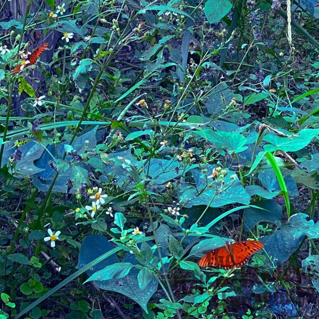 24 Beneficial Herbs that Attract Butterflies to Your Garden | The Not so Modern Housewife Gulf fritillary butterflies on wild bidens alba - Herbs that Attract Butterflies to Your Garden