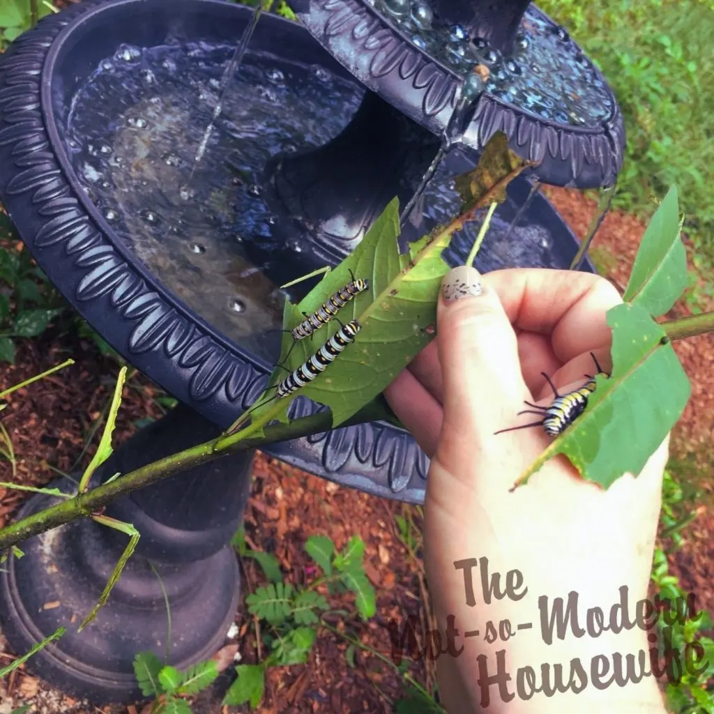 24 Beneficial Herbs that Attract Butterflies to Your Garden | The Not so Modern Housewife Queen caterpillars on milkweed plant - Herbs that Attract Butterflies to Your Garden