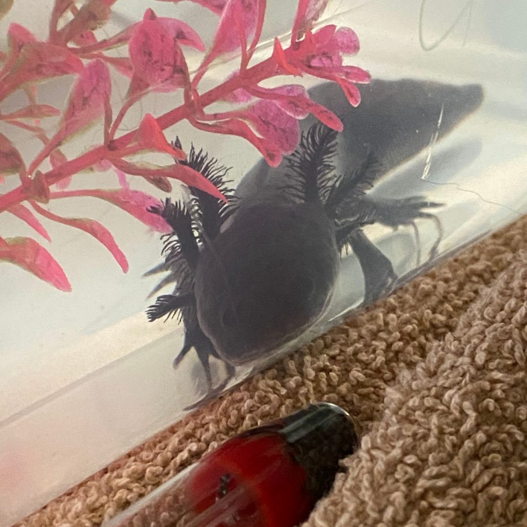 Melanoid axolotl my son purchased after doing odd jobs and saving his money