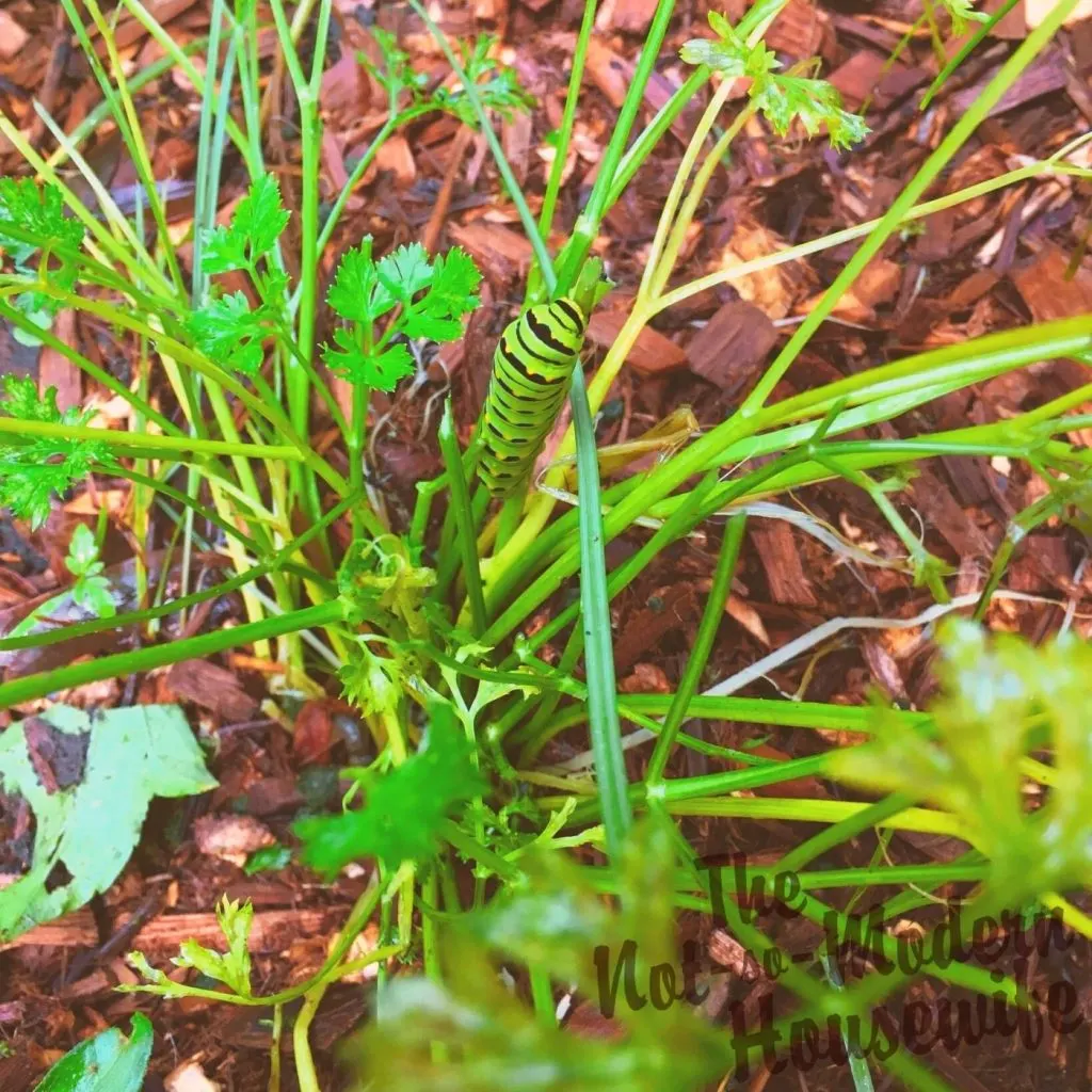 24 Beneficial Herbs that Attract Butterflies to Your Garden | The Not so Modern Housewife swallowtail caterpillar on parsley - Herbs that Attract Butterflies to Your Garden