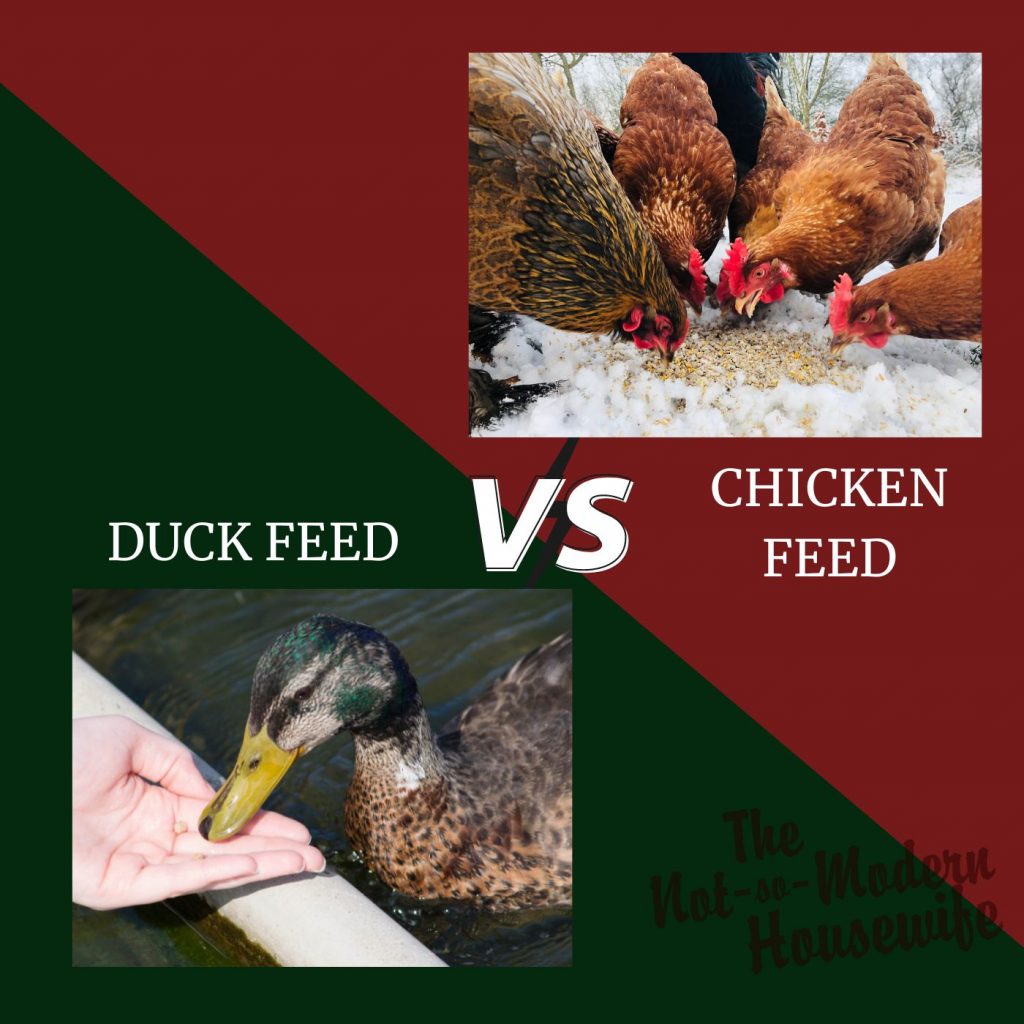 ducks vs chickens | The Not so Modern Housewife