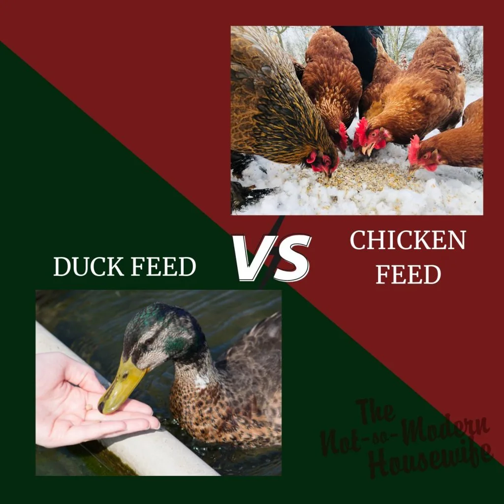 ducks vs chickens | The Not so Modern Housewife