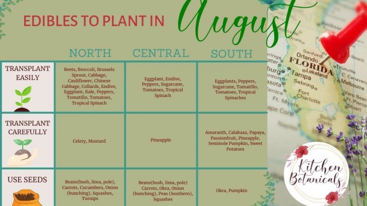 Florida vegetables to plant in August