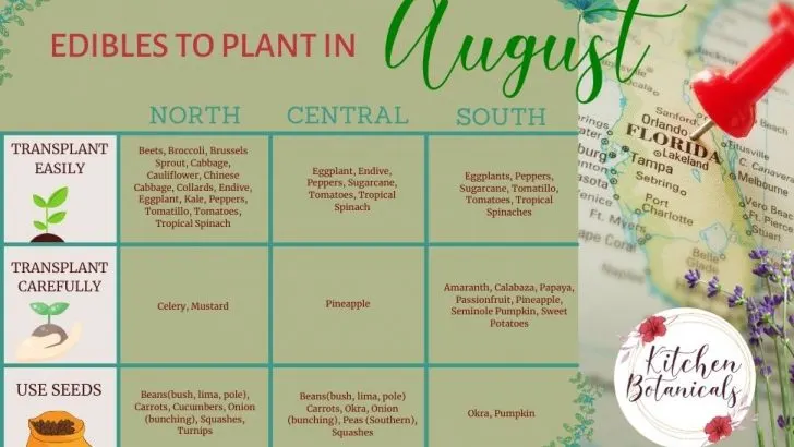 Florida vegetables to plant in August