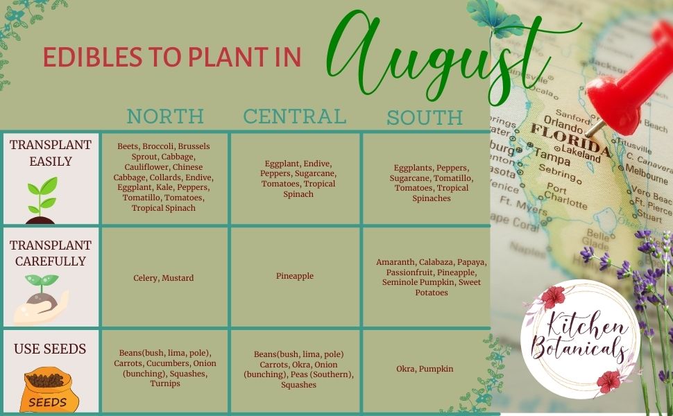 Florida vegetables to plant in August