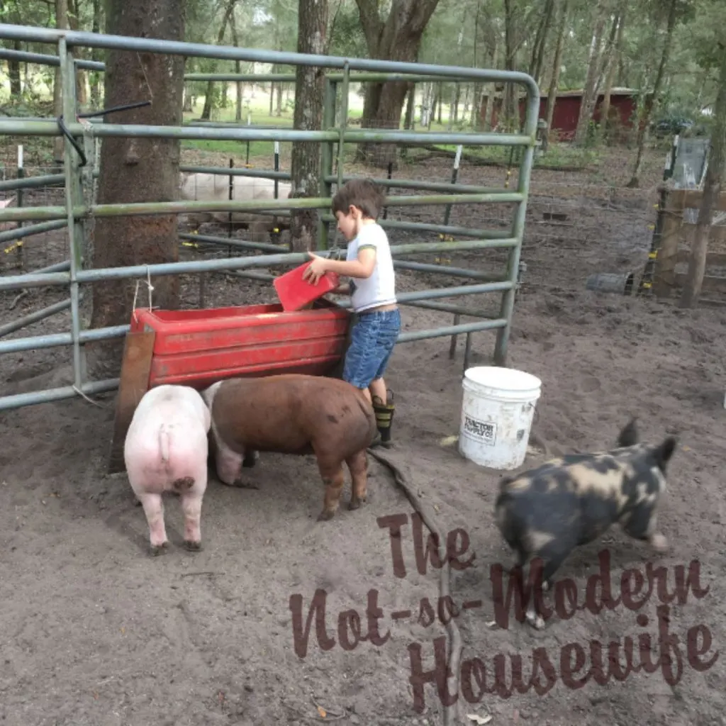 4 Big Reasons Why I Chose to Become a Homesteader | The Not So Modern Housewife young boy doing chores and feeding pigs on a homestead