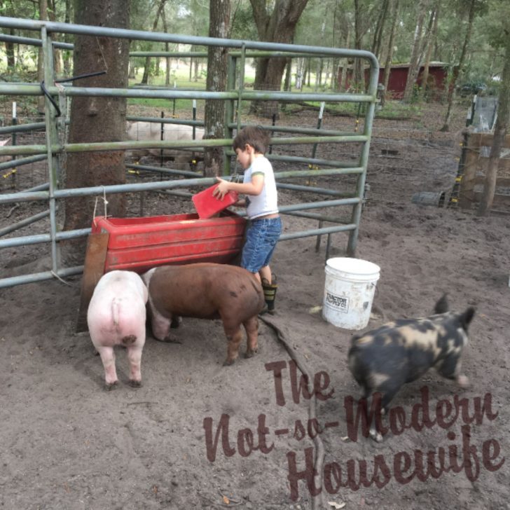 young boy doing chores and feeding pigs on a homestead