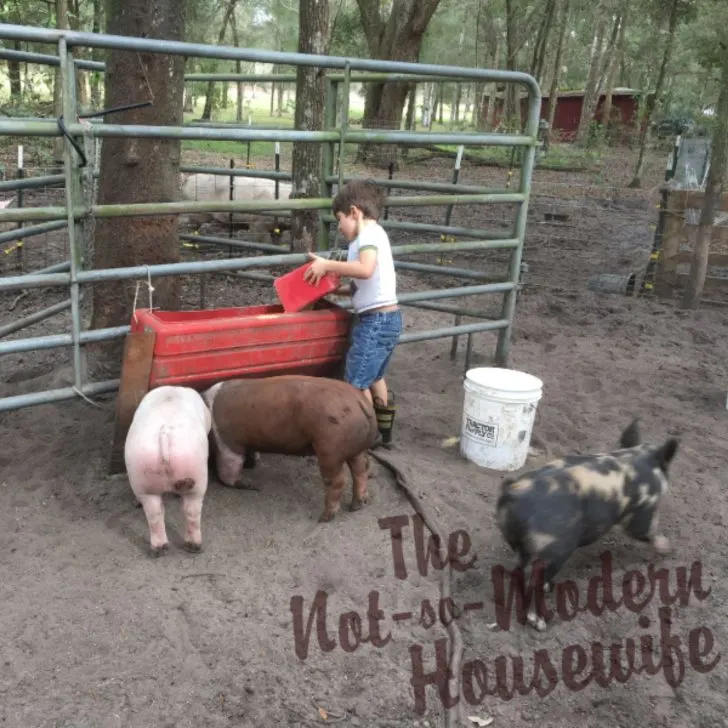 4 Big Reasons Why I Chose to Become a Homesteader | The Not so Modern Housewife young boy doing chores and feeding pigs on a homestead