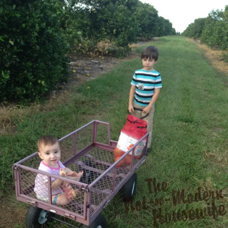 homesteading kids picking oranges