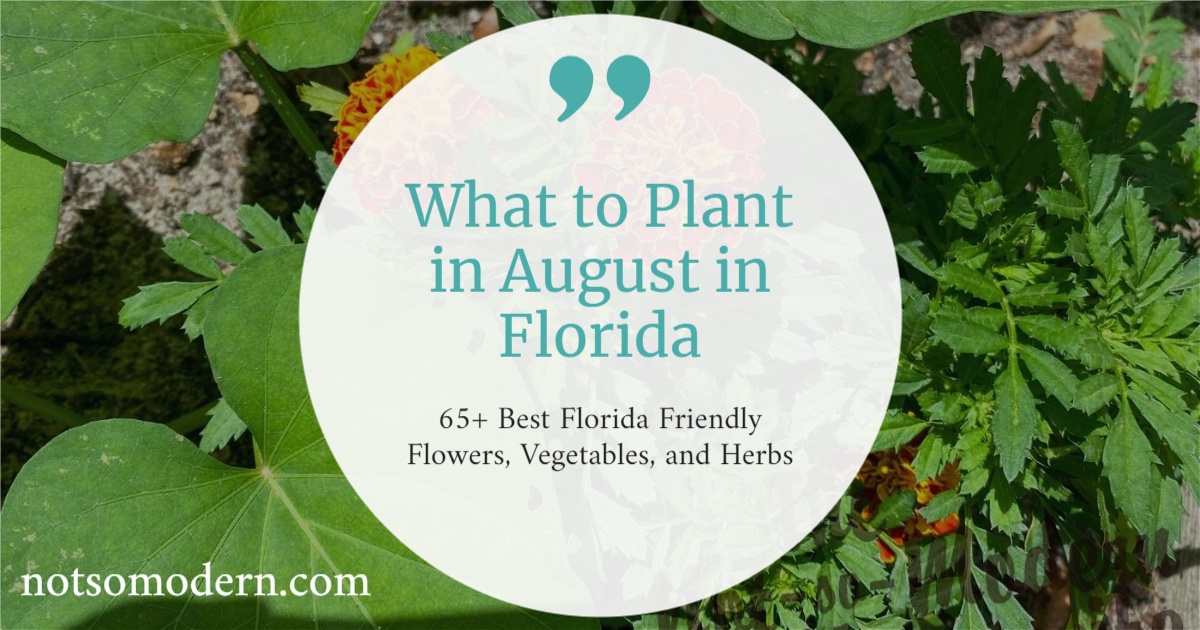What to Plant in August 65+ Best Florida Friendly Flowers, Vegetables