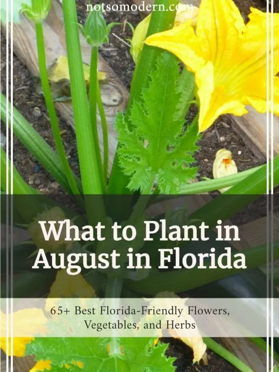 What to Plant in August - 65+ Best Florida Friendly Flowers, Vegetables, and Herbs | The Not so Modern Housewife What to Plant in August - 65+ Best Florida Friendly Flowers, Vegetables, & Herbs