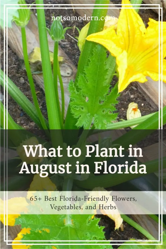 What to Plant in August - 65+ Best Florida Friendly Flowers, Vegetables, and Herbs | The Not So Modern Housewife What to Plant in August - 65+ Best Florida Friendly Flowers, Vegetables, & Herbs