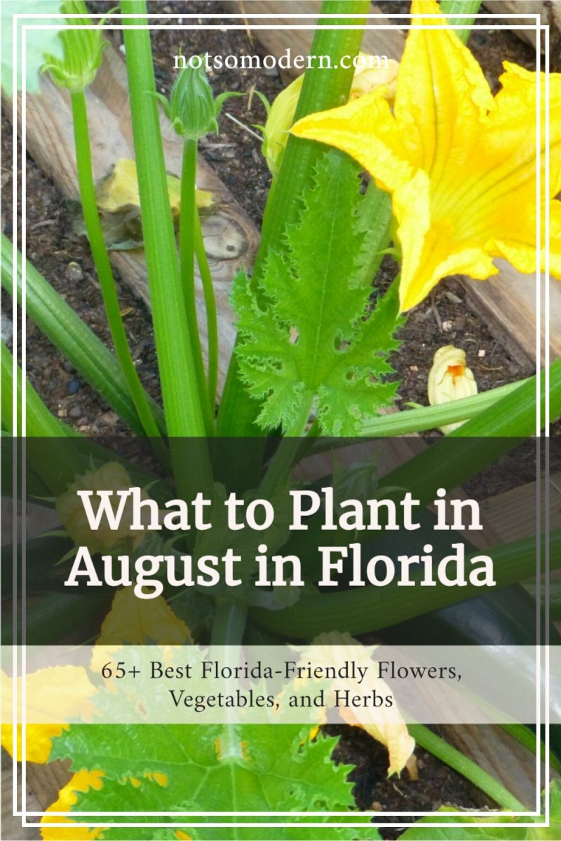 What to Plant in August 65+ Best Florida Friendly Flowers, Vegetables