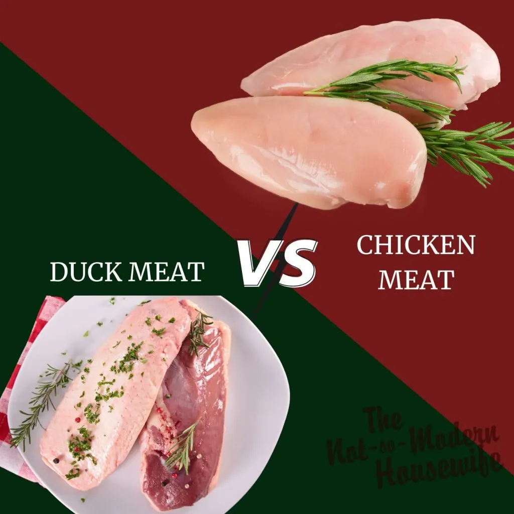 Ducks vs Chickens: 10 Incredible Pros and Cons for Raising Each | The Not So Modern Housewife duck meat vs chicken meat