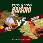 Ducks vs Chickens: 10 Incredible Pros and Cons for Raising Each
