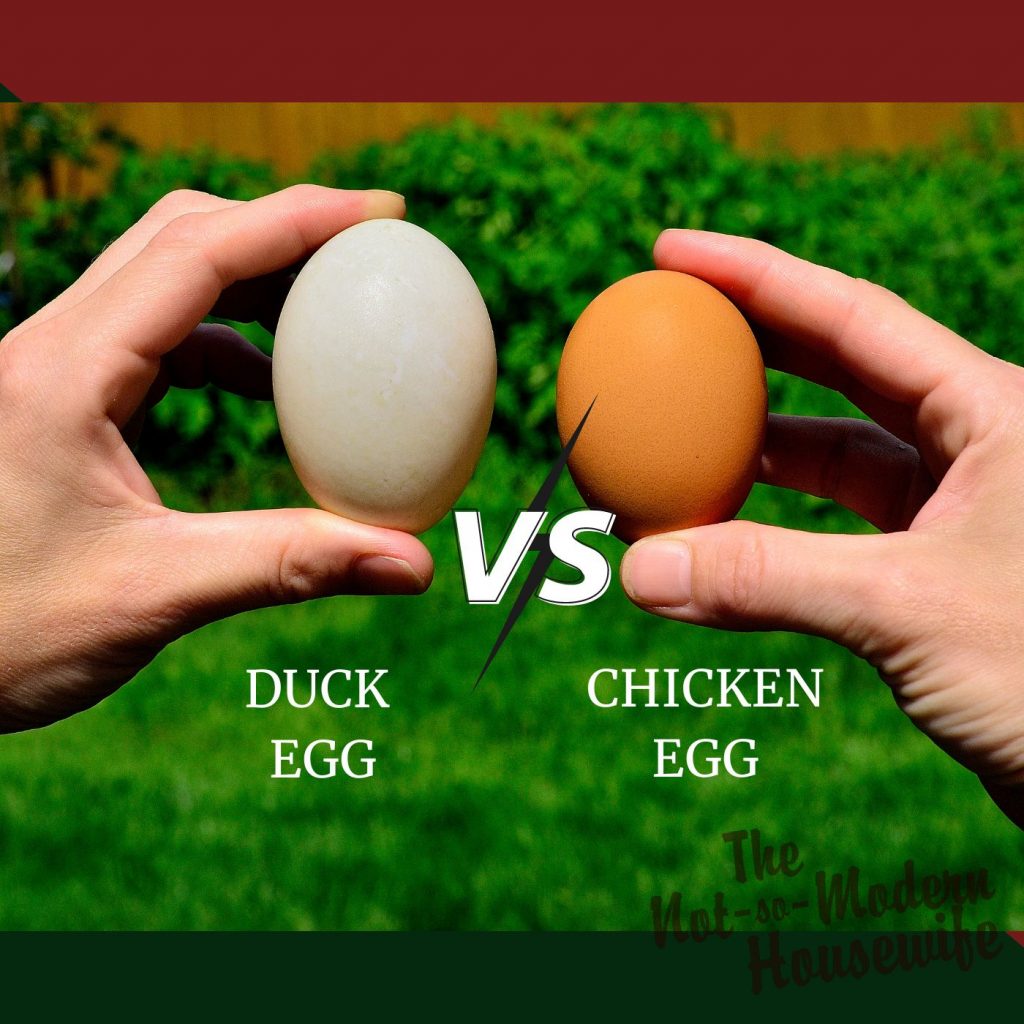 duck egg vs chicken egg