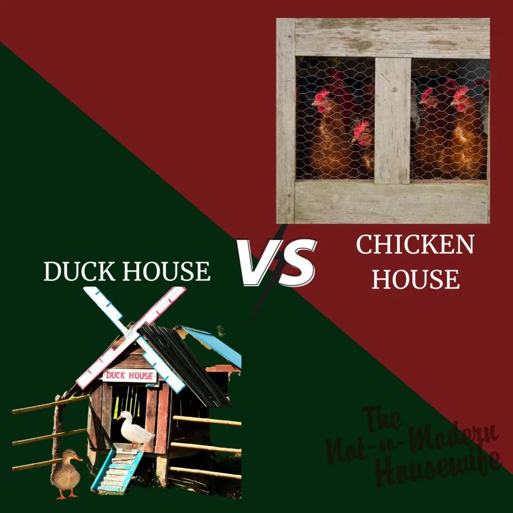 duck house vs chicken house