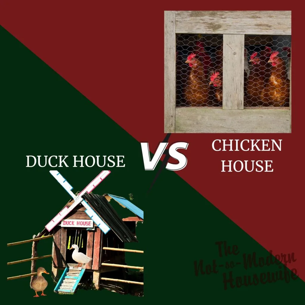 Ducks vs Chickens: 10 Incredible Pros and Cons for Raising Each | The Not So Modern Housewife duck house vs chicken house