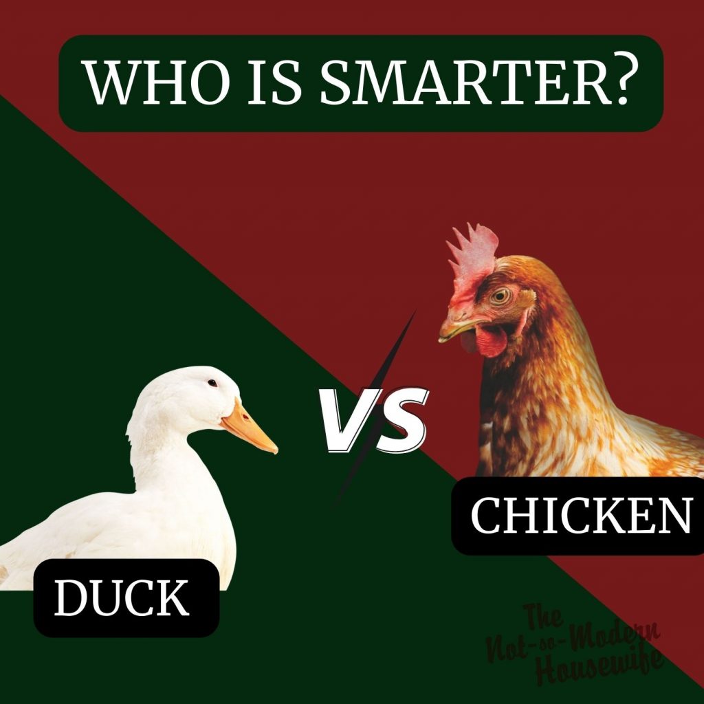 ducks vs chickens - who is smarter