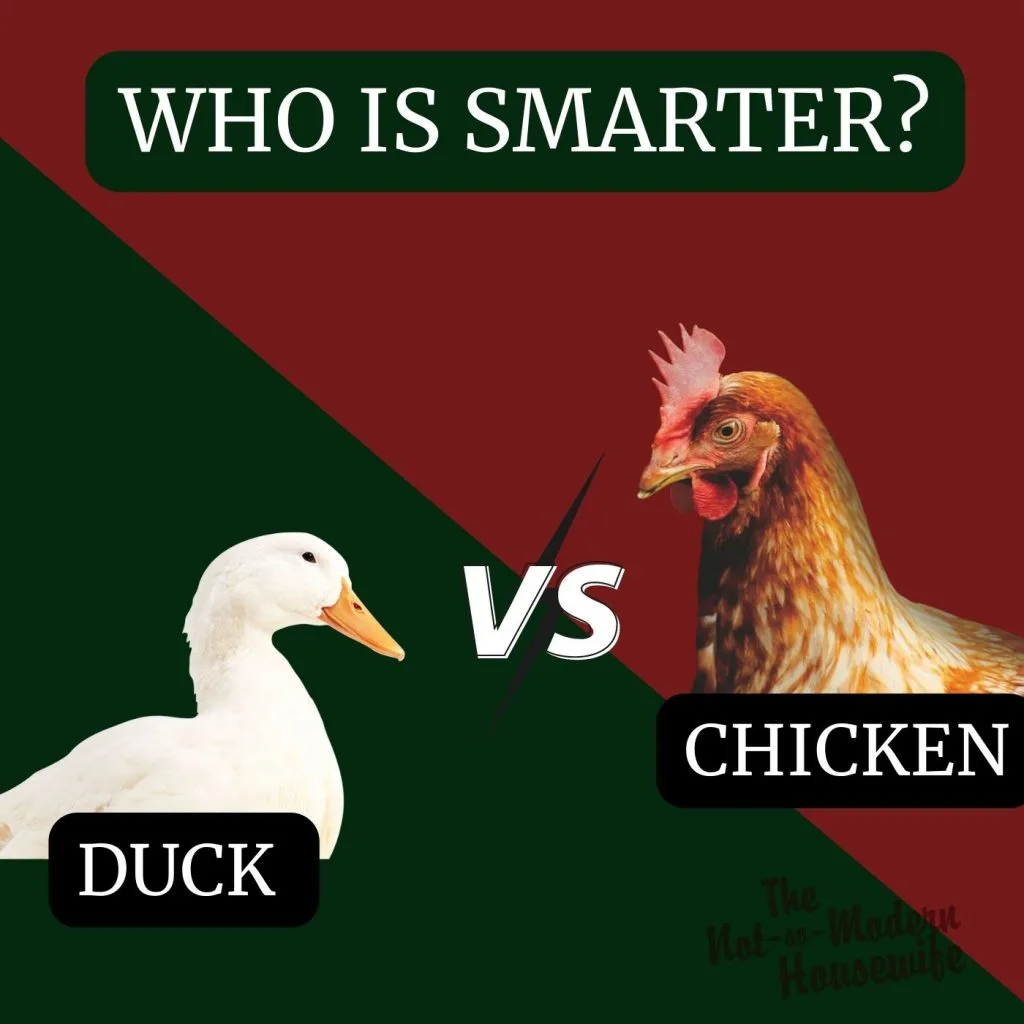 Ducks vs Chickens: 10 Incredible Pros and Cons for Raising Each | The Not So Modern Housewife ducks vs chickens - who is smarter
