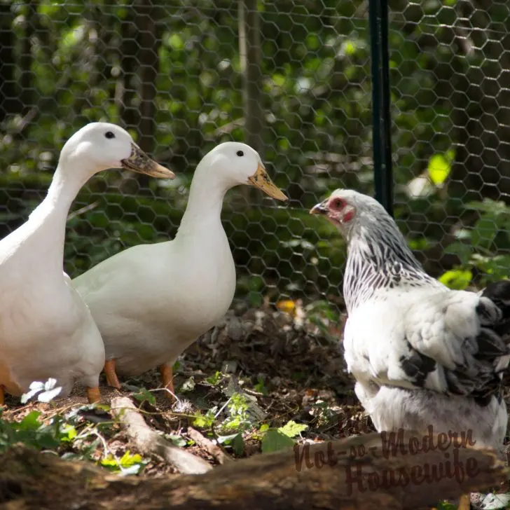 ducks and chickens living together