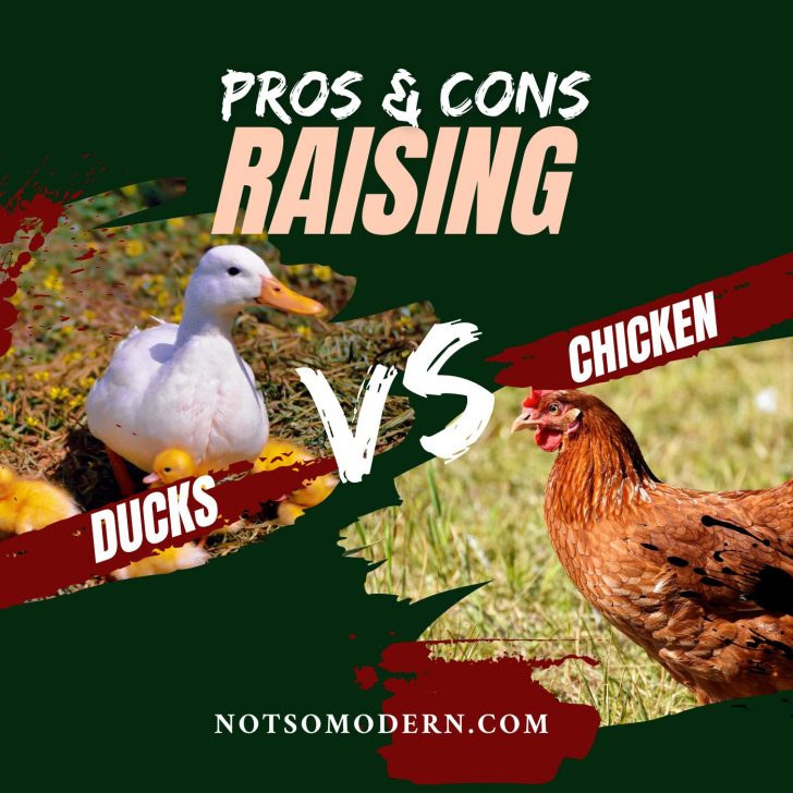 pros and cons of raising ducks vs chickens