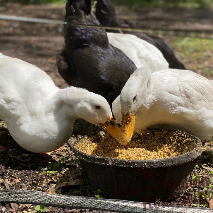 raising ducks for beginners | The Not so Modern Housewife