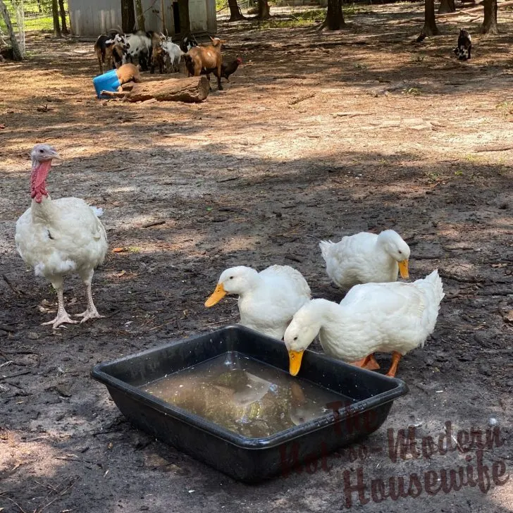 raising ducks for beginners | The Not so Modern Housewife