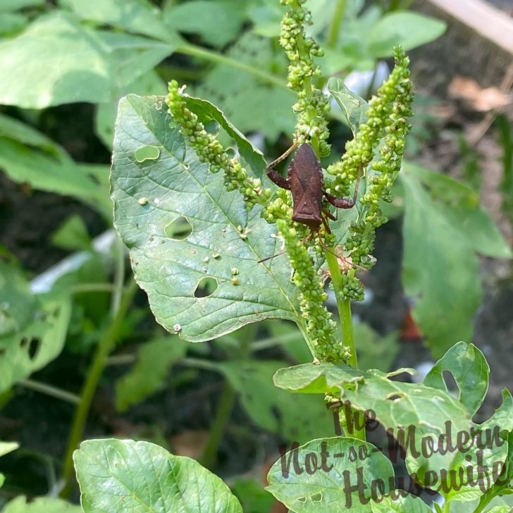 leaf footed bug on amaranth plant in Florida garden