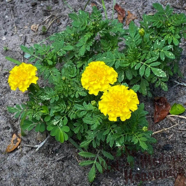 What to Plant in August - 65+ Best Florida Friendly Flowers, Vegetables, and Herbs | The Not so Modern Housewife yellow marigold flowers - what to plant in August in Florida