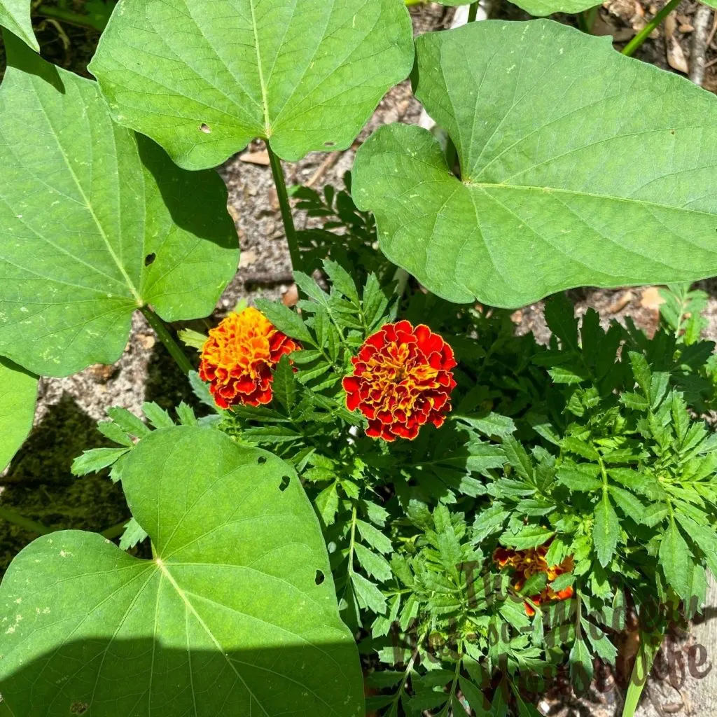 What to Plant in August - 65+ Best Florida Friendly Flowers, Vegetables, and Herbs | The Not So Modern Housewife marigold flowers and sweet potato vines - what to plant in August in Florida