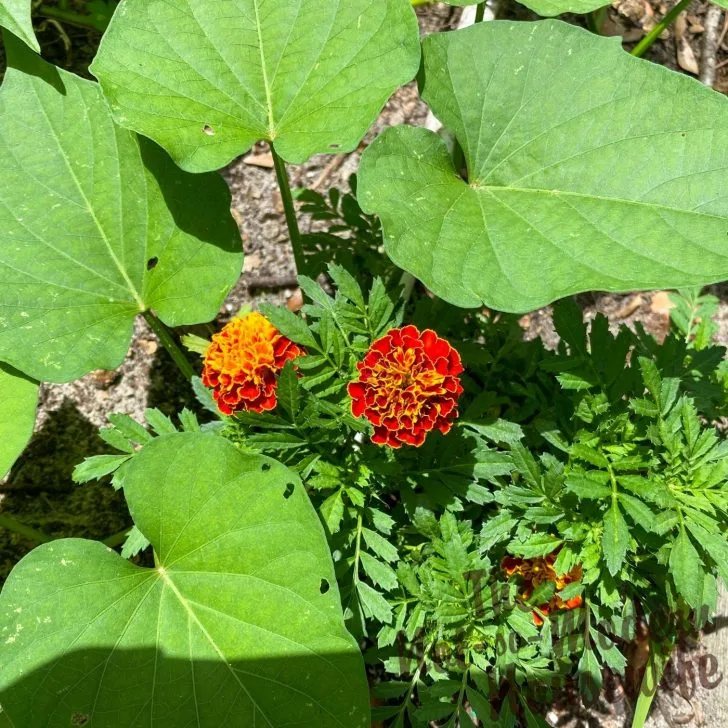 What to Plant in August - 65+ Best Florida Friendly Flowers, Vegetables, and Herbs | The Not so Modern Housewife marigold flowers and sweet potato vines - what to plant in August in Florida