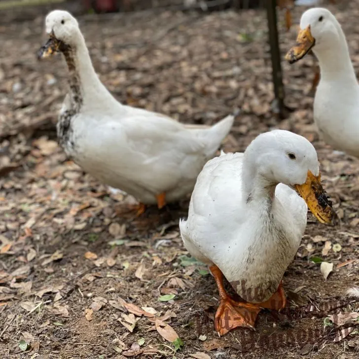 raising ducks for beginners | The Not so Modern Housewife