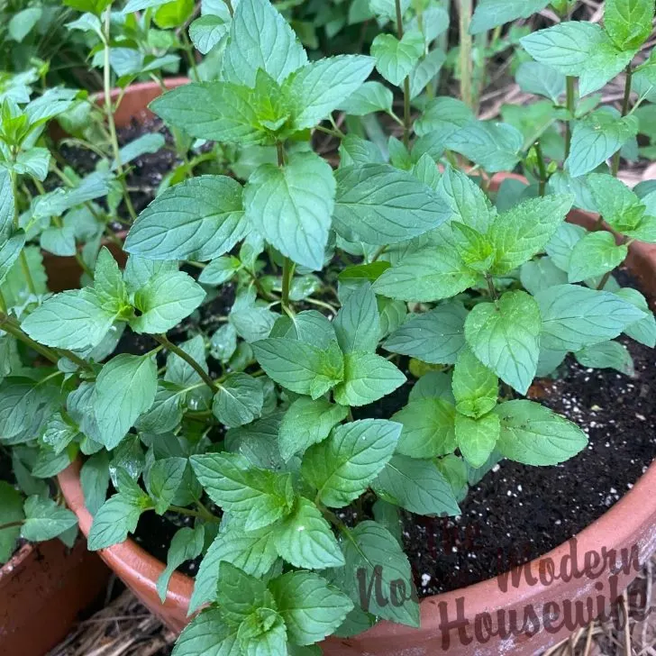 What to Plant in August - 65+ Best Florida Friendly Flowers, Vegetables, and Herbs | The Not so Modern Housewife mint plant - what to plant in August in Florida