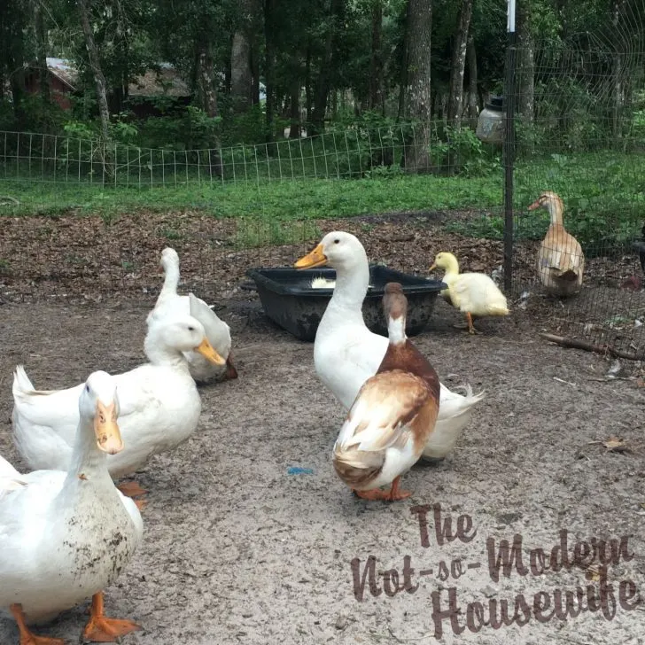 raising ducks for beginners | The Not so Modern Housewife