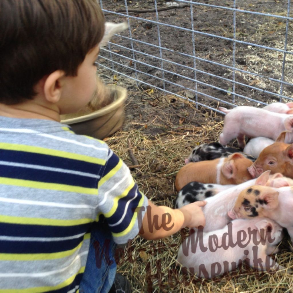 young boy taking care of newborn piglets on a homestead
