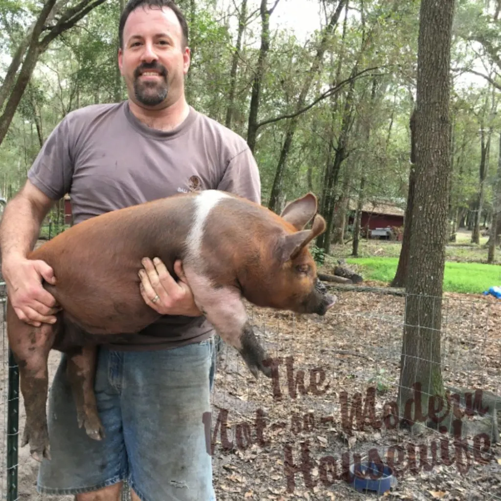 homesteader holding a weaned meat piglet