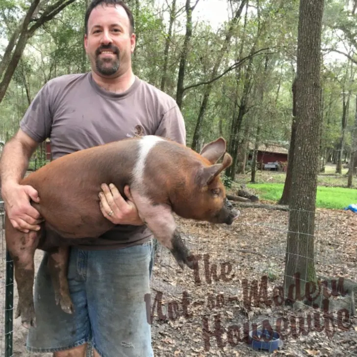 homesteader holding a weaned meat piglet