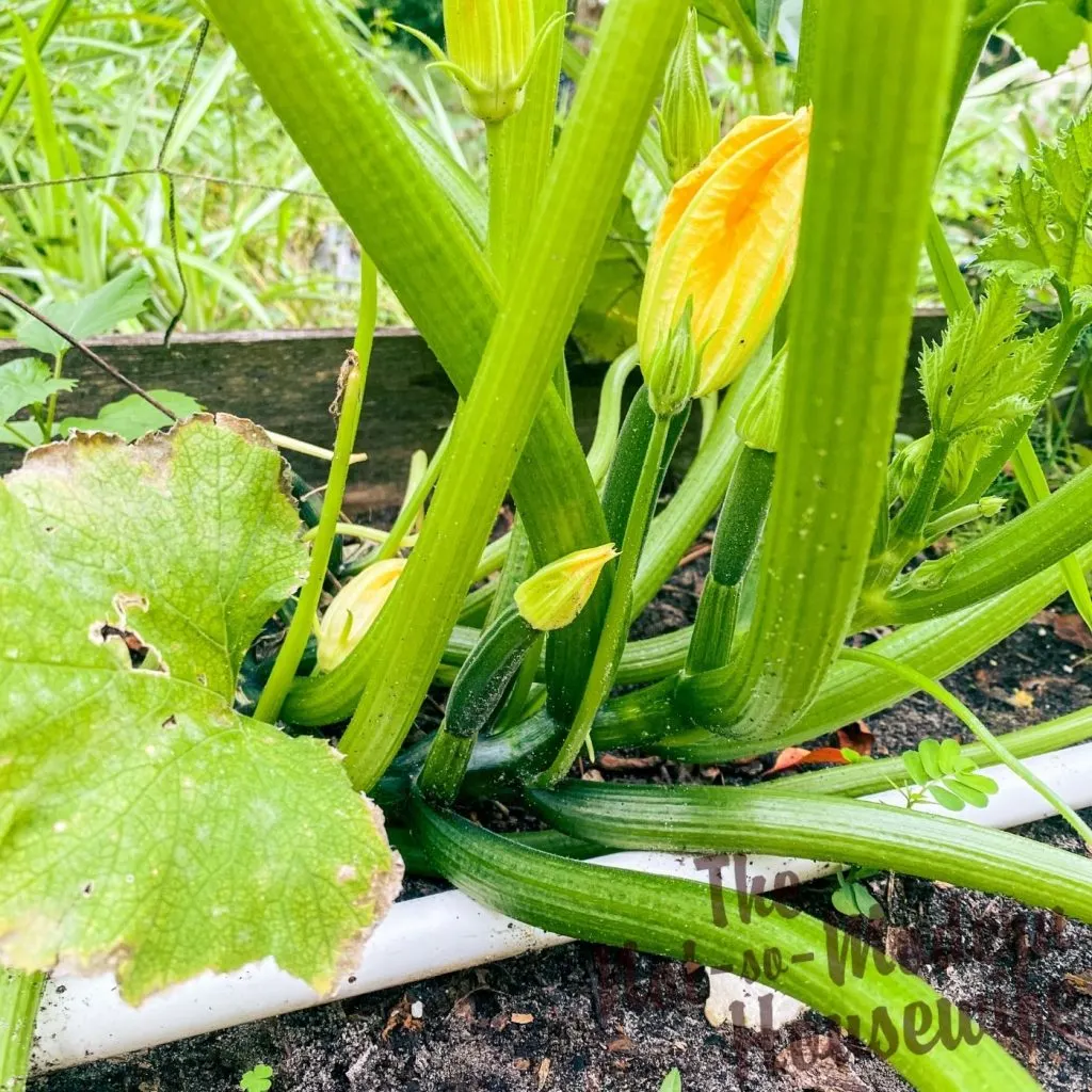What to Plant in August - 65+ Best Florida Friendly Flowers, Vegetables, and Herbs | The Not So Modern Housewife zucchini plant - vegetables to plant in Florida in August