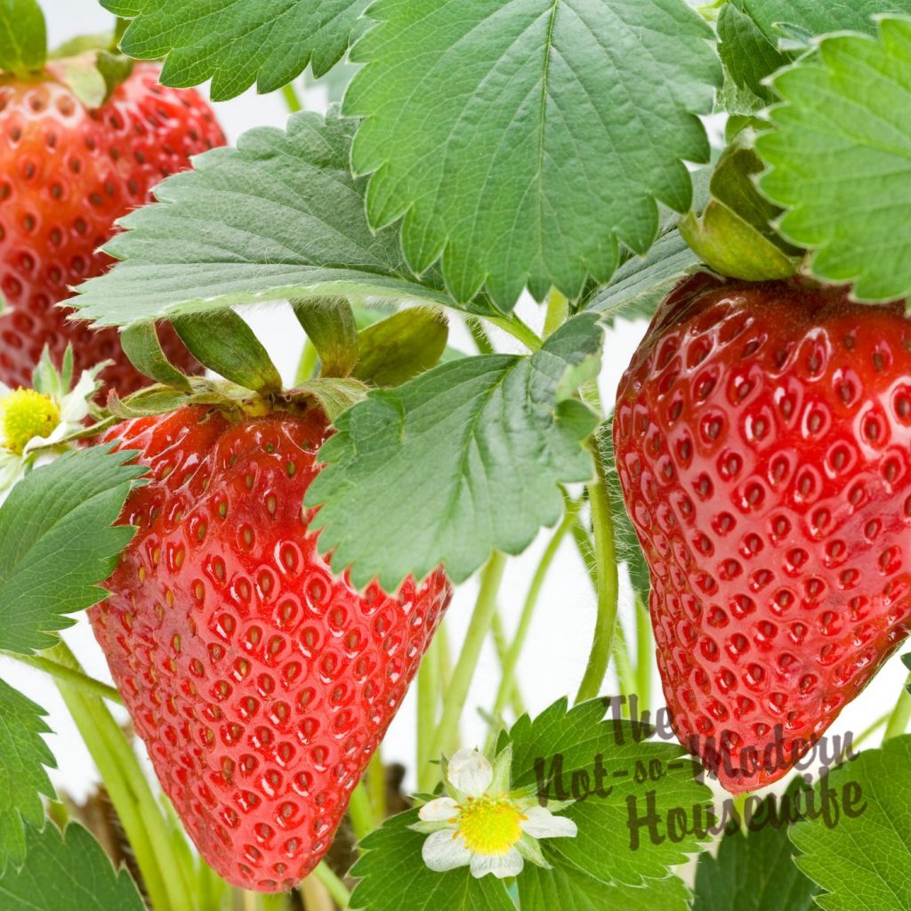 strawberry plants - what to plant in Florida in October