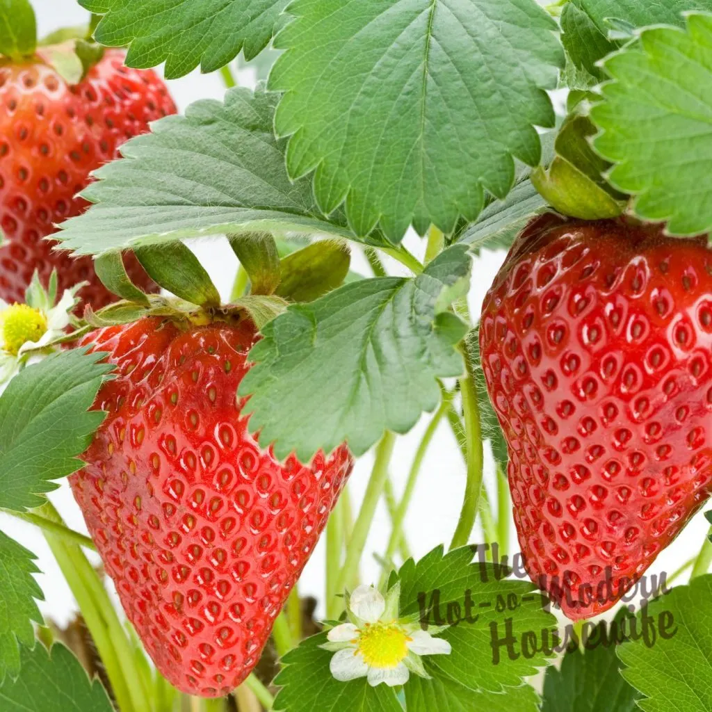 What to Plant in Florida in October: 35+ of the Best Vegetables & Herbs to Plant | The Not So Modern Housewife strawberry plants - what to plant in Florida in October