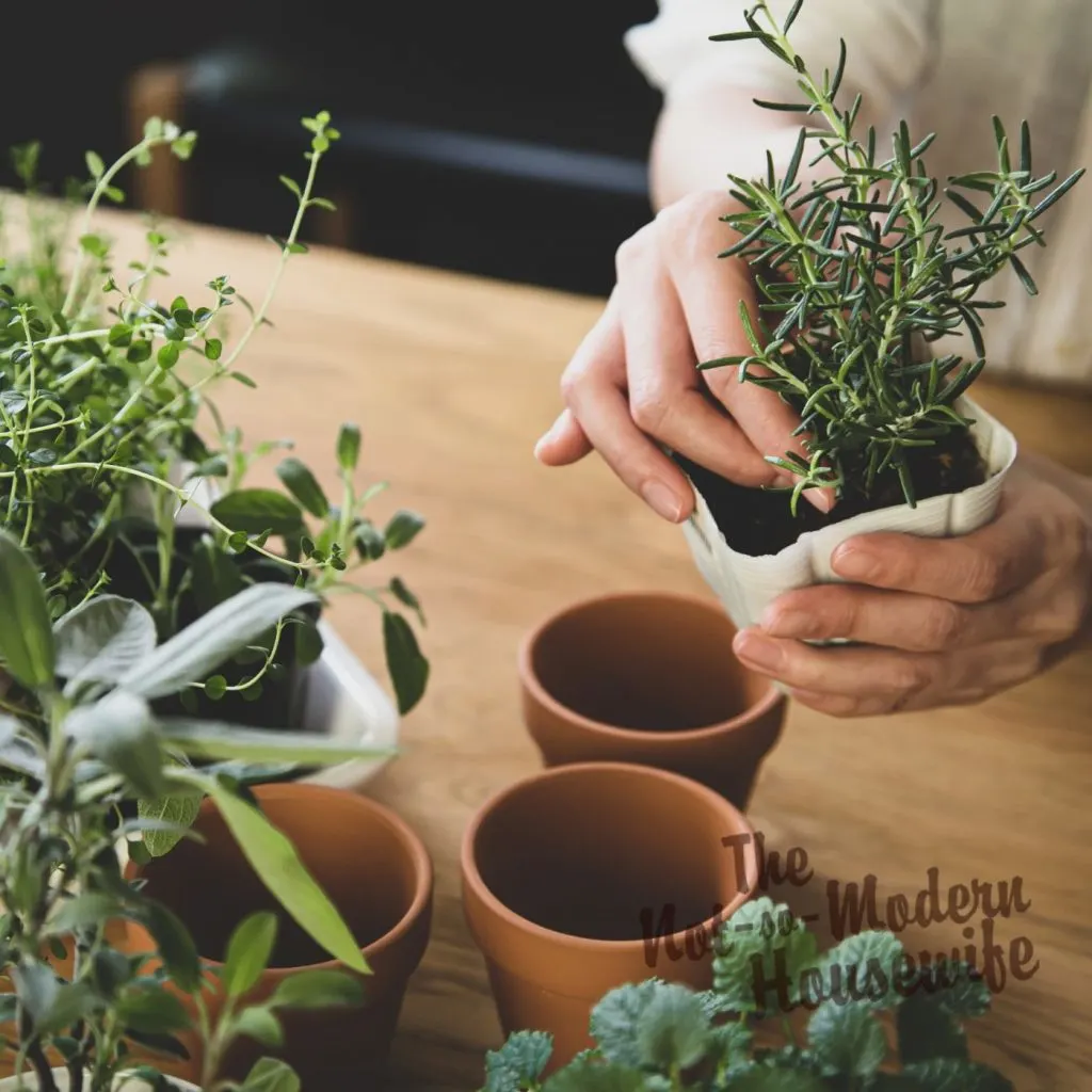 What to Plant in Florida in October: 35+ of the Best Vegetables & Herbs to Plant | The Not So Modern Housewife transplanting herb plants - what to plant in Florida in October