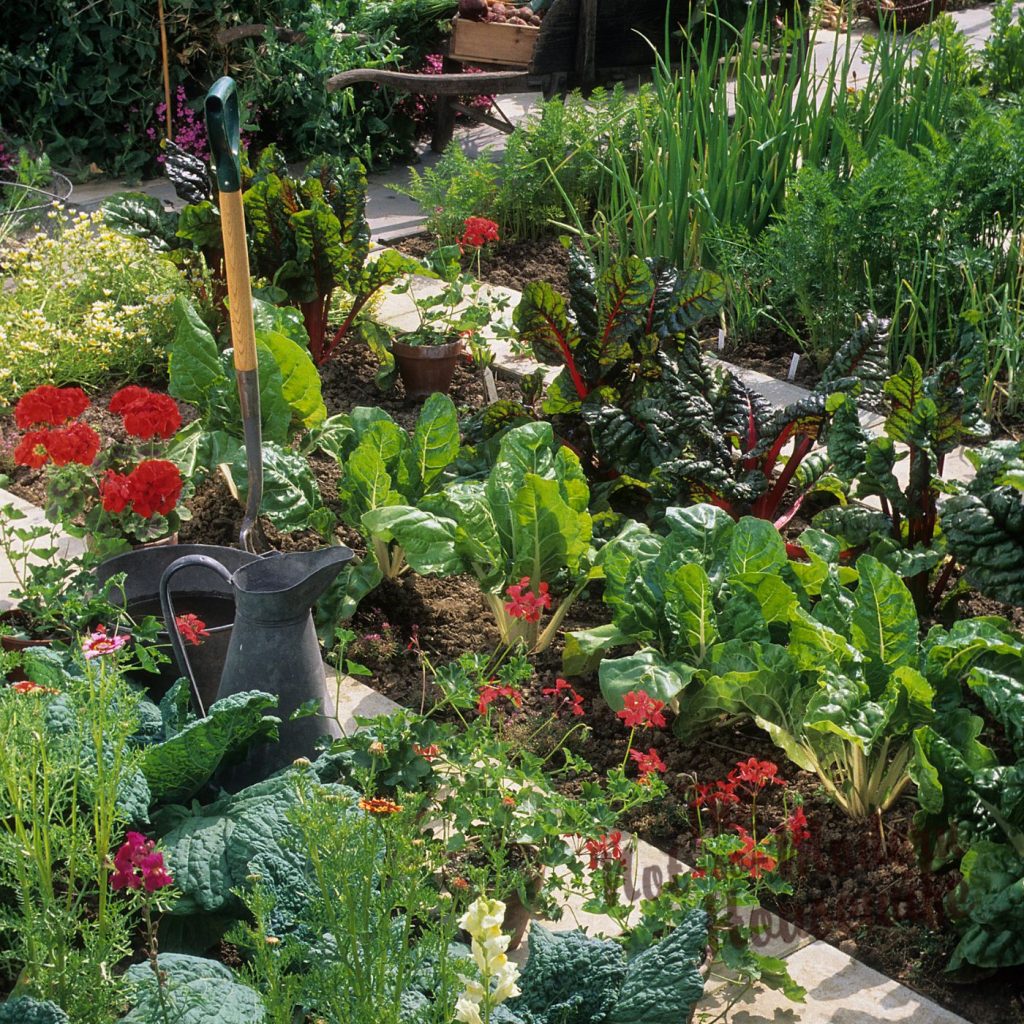 vegetable garden - what to plant in Florida in October