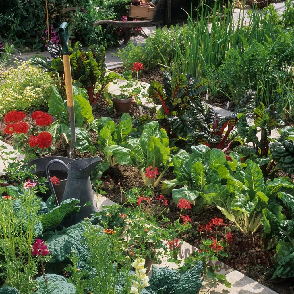 What to Plant in Florida in October: 35+ of the Best Vegetables & Herbs to Plant | The Not So Modern Housewife vegetable garden - what to plant in Florida in October